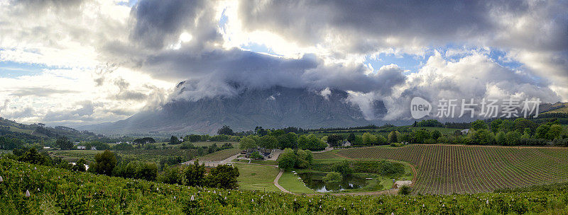 Cape Winelands戏剧性的早晨与一片proteas全景